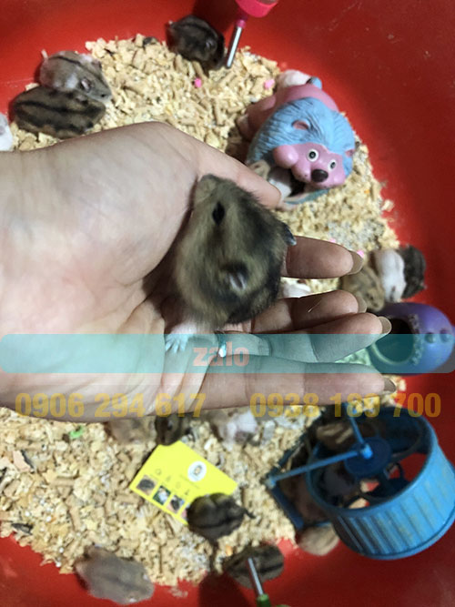 hamsters soc den